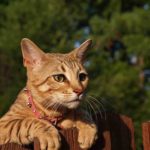 Shock Collars For Cats