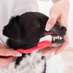 Best Dog Toothbrushes in 2023 (Top 5 List) Best Dog Toothbrushes