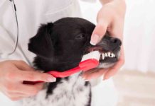 Best Dog Toothbrushes