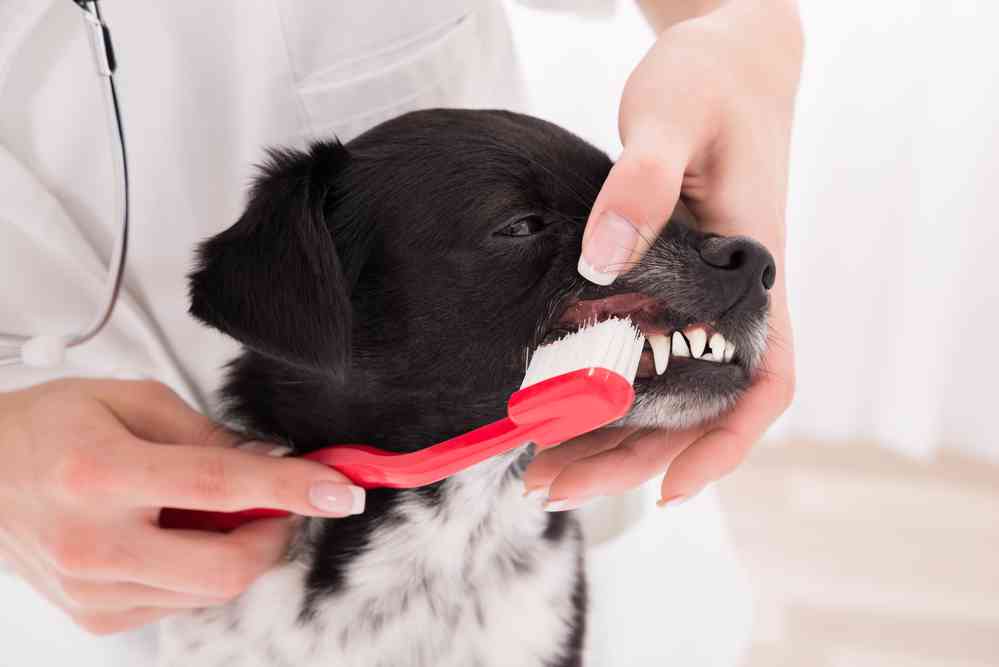 Best Dog Toothbrushes