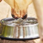 Best Dog Water Bowls For Sloppy Drinkers