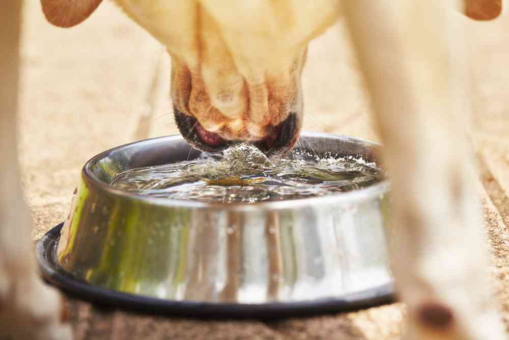 Best Dog Water Bowls For Sloppy Drinkers