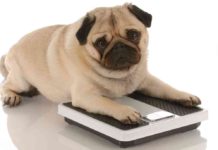 Best Low Fat Dog Food