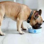 Best Tasting Dog Food For Picky Eaters