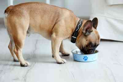 Best Tasting Dog Food For Picky Eaters