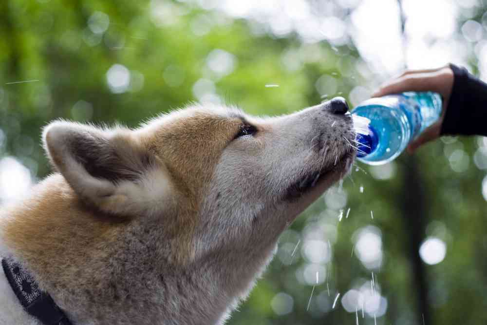 Can Dogs Drink Gatorade