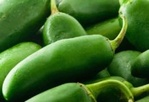 Can Dogs Eat Jalapenos