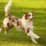 Dog Probiotics: Best Probiotics For Dogs In 2023 Best Probiotics For Dogs