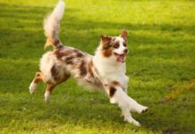 Best Probiotics For Dogs