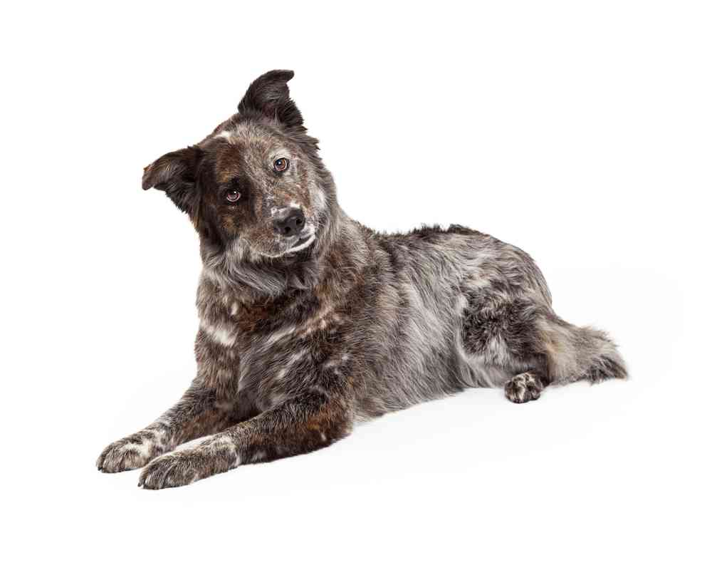Australian Shepherd Lab Mix Dog (AKA Aussiedor)