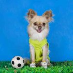 Chihuahua Toys: 5 Best Dog Toys For Chihuahuas (2023) Best Dog Toys For Chihuahuas