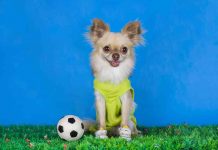Chihuahua Toys: 5 Best Dog Toys For Chihuahuas (2017) Best Dog Toys For Chihuahuas