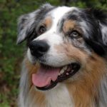 Best Toys For Australian Shepherds