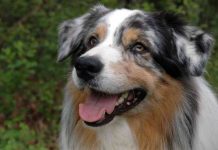 Best Toys For Australian Shepherds In 2017 Best Toys For Australian Shepherds