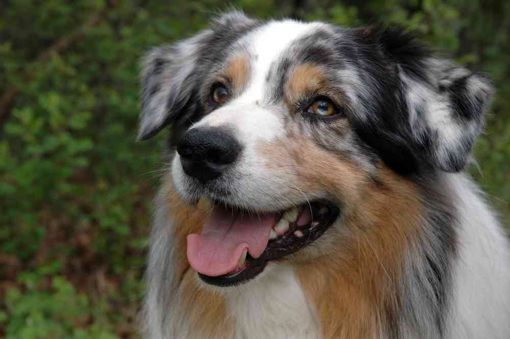 Best Toys For Australian Shepherds