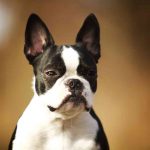 What You Should Know About The French Bulldog Boston Terrier Mix Boston Terrier French Bulldog Mix - (AKA Frenchton Dog)