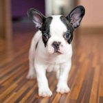 French Bulldog Cost: What To Look For In The Price French Bulldog Price