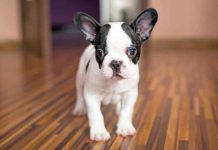 French Bulldog Cost: What To Look For In The Price French Bulldog Price