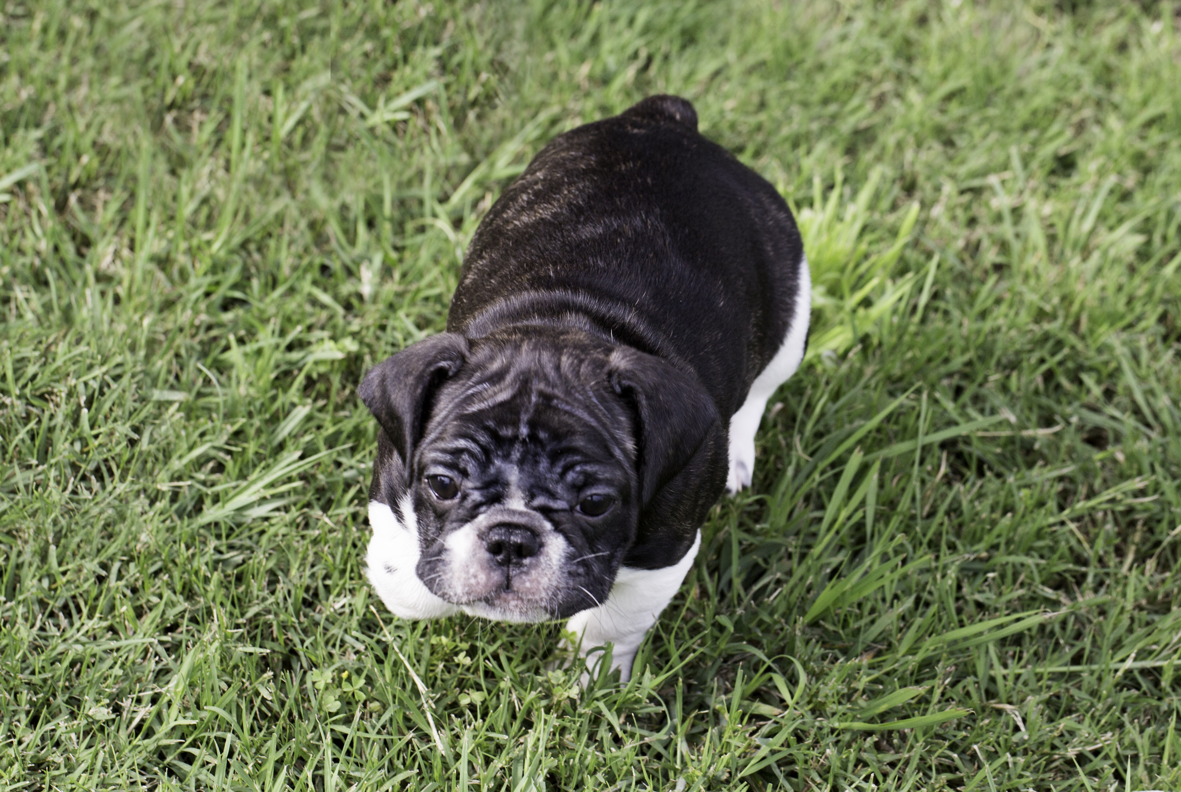 french bulldog puppy