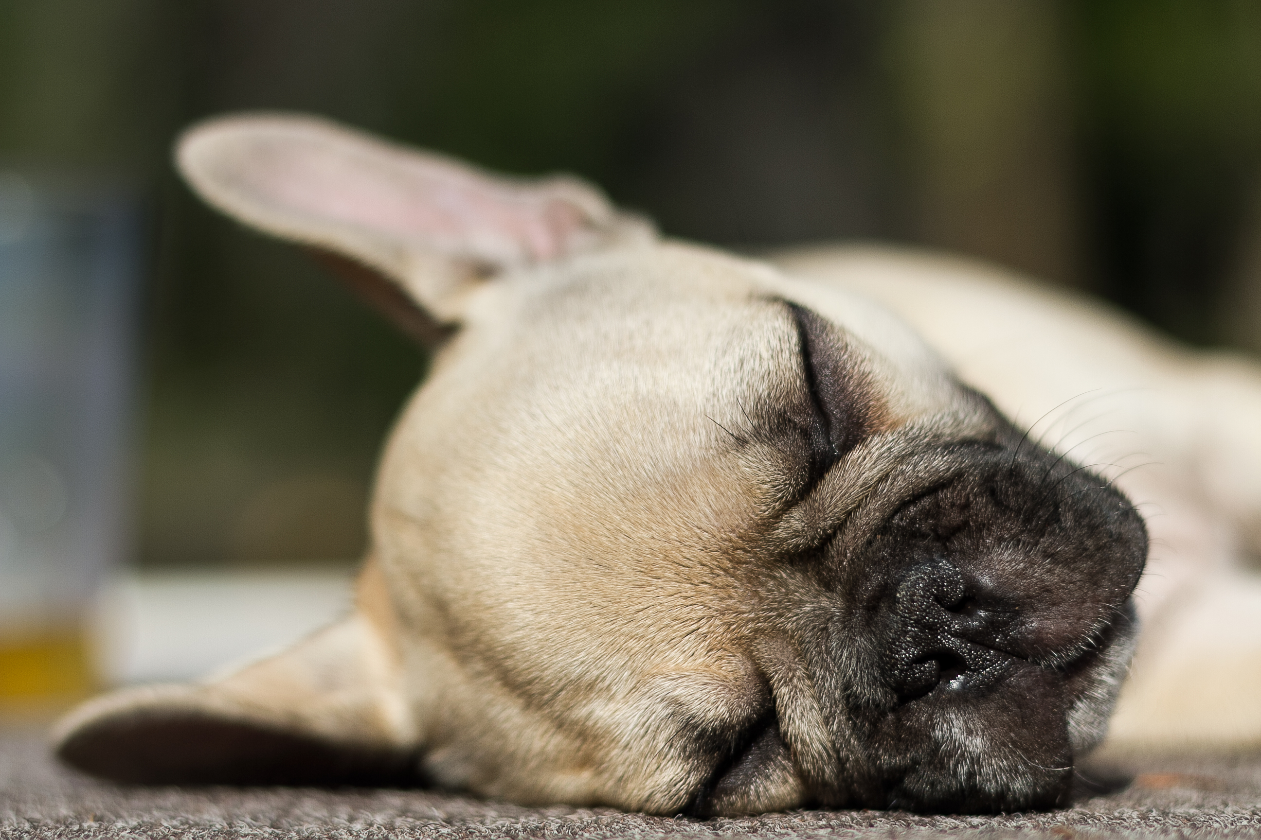 french bulldog sleeping