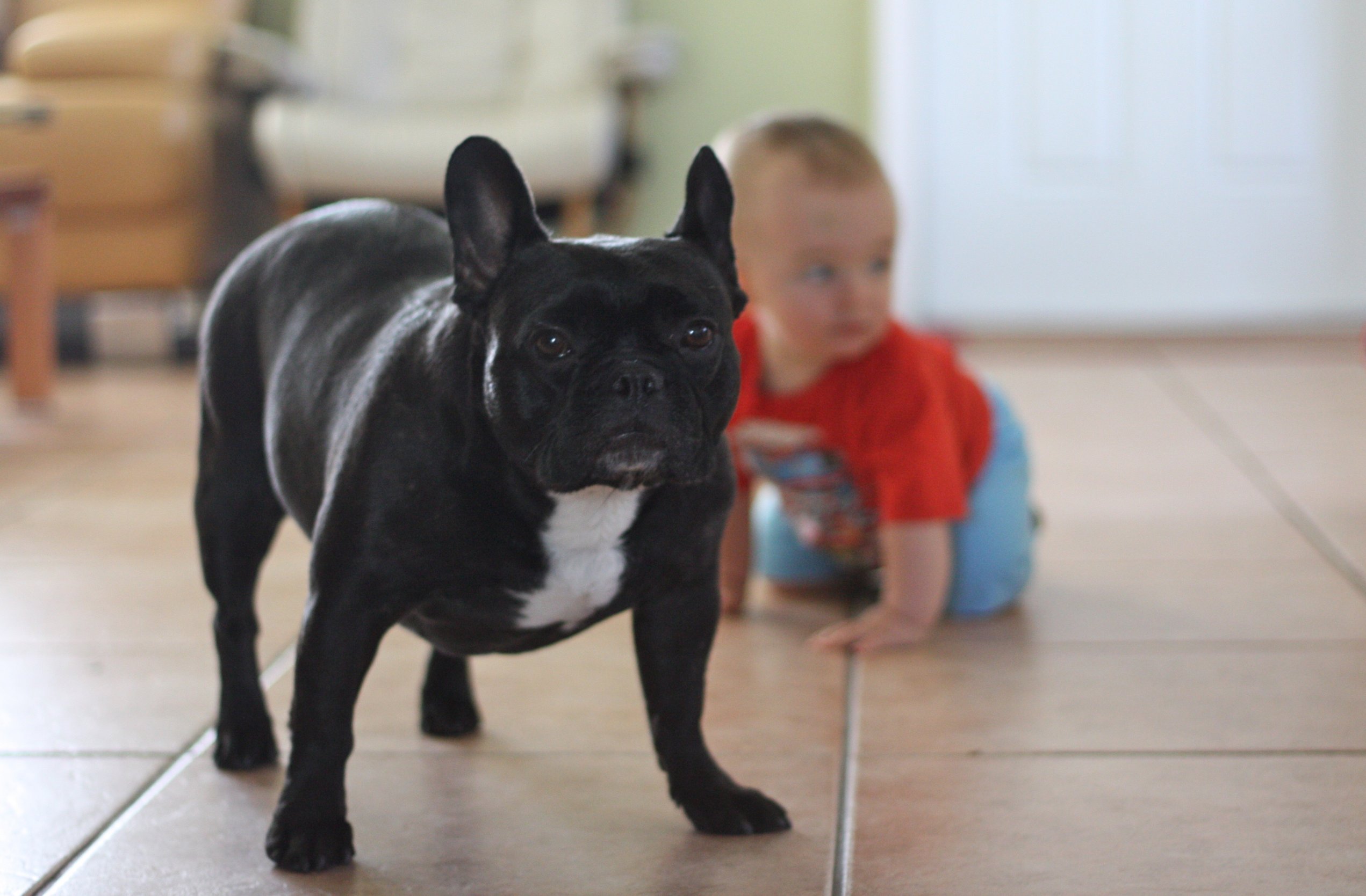 bulldog with toddler