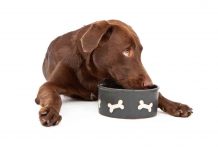 Best Dog Bowls For Large Dogs (2017) Best Dog Bowls For Large Dogs