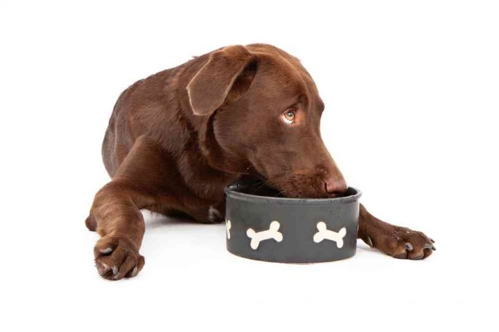 Best Dog Bowls For Large Dogs