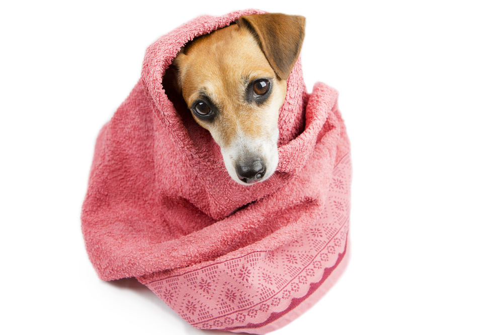Best Dog Towels for Drying