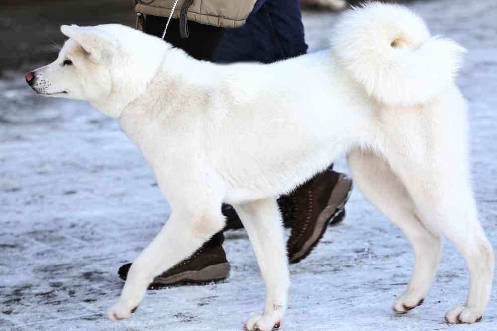 Best Dog Whitening Shampoo