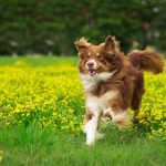All You Should Know About The Australian Shepherd Border Collie Mix Border Collie Australian Shepherd Mix (Border Aussie)