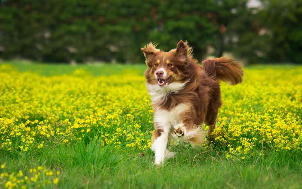 Border Collie Australian Shepherd Mix (Border Aussie)