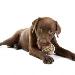 Labrador Retriever Hound Mix (A.K.A Lab Hound Mix)