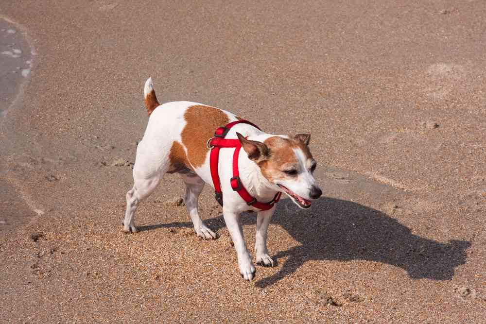 Best Dog Harness For Small Dogs