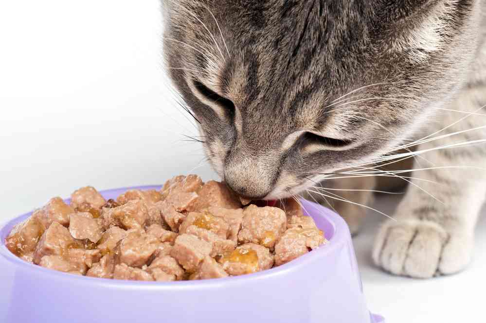 Best High Fiber Cat Food Brands