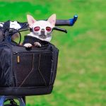 The Best Bike Baskets For Dogs Up To 25 Lbs Best Dog Bike Baskets For 15 lbs, 20 lbs & 25 lbs