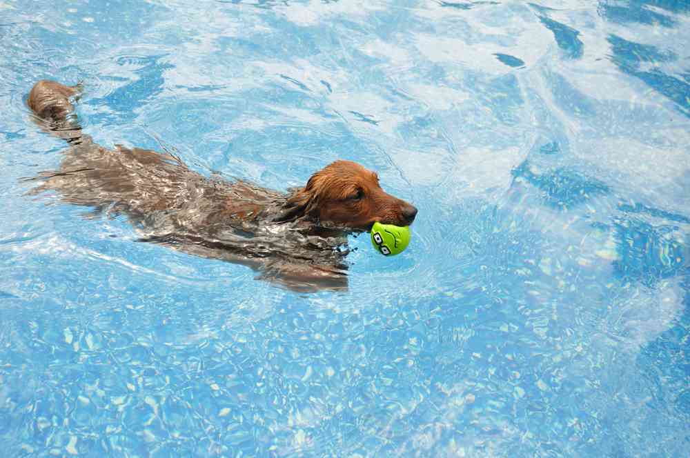 Best Dog Water Toys