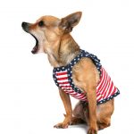 Best Shock & Barking Collars For Chihuahuas