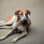 [HELP!] - My Dog Is Throwing Up Water & Vomiting Clear Liquid!