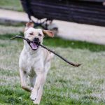 How Long Do Labradors Live (Lifespan Expectancy)