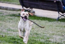 How Long Do Labradors Live? (Lifespan Expectancy) How Long Do Labradors Live (Lifespan Expectancy)