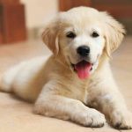 How Much Does A Labrador Cost (Puppies & Dogs Price)