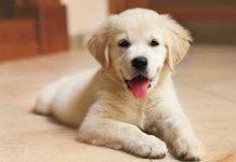 How Much Does A Labrador Cost? (Puppies & Dogs Price) How Much Does A Labrador Cost (Puppies & Dogs Price)