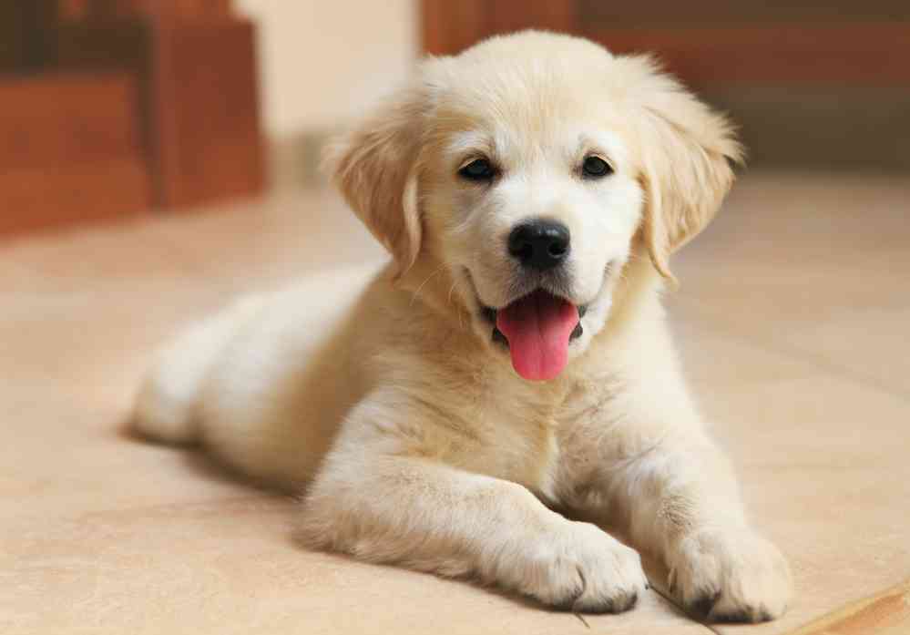 How Much Does A Labrador Cost (Puppies & Dogs Price)