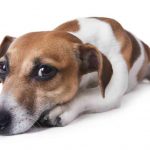 My Dog Ate A Tampon! What Do I Do!