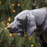 What Does The Process of A Dog Dying Look Like? – What to Look Out For Signs A Dog Is Dying Of Old Age