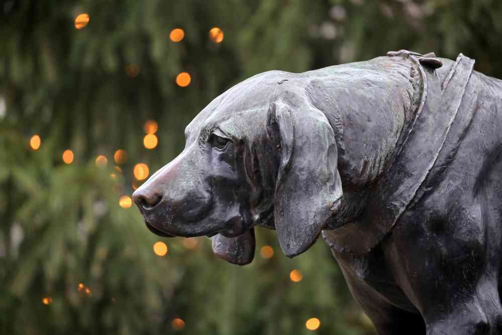 Signs A Dog Is Dying Of Old Age