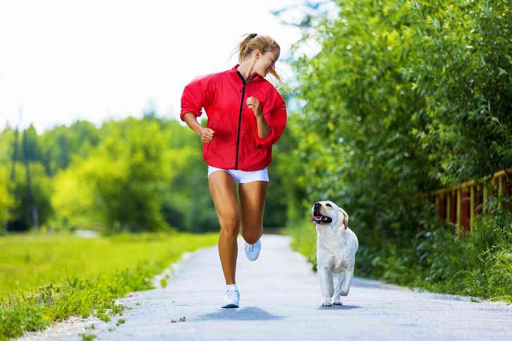 best dog harness for running