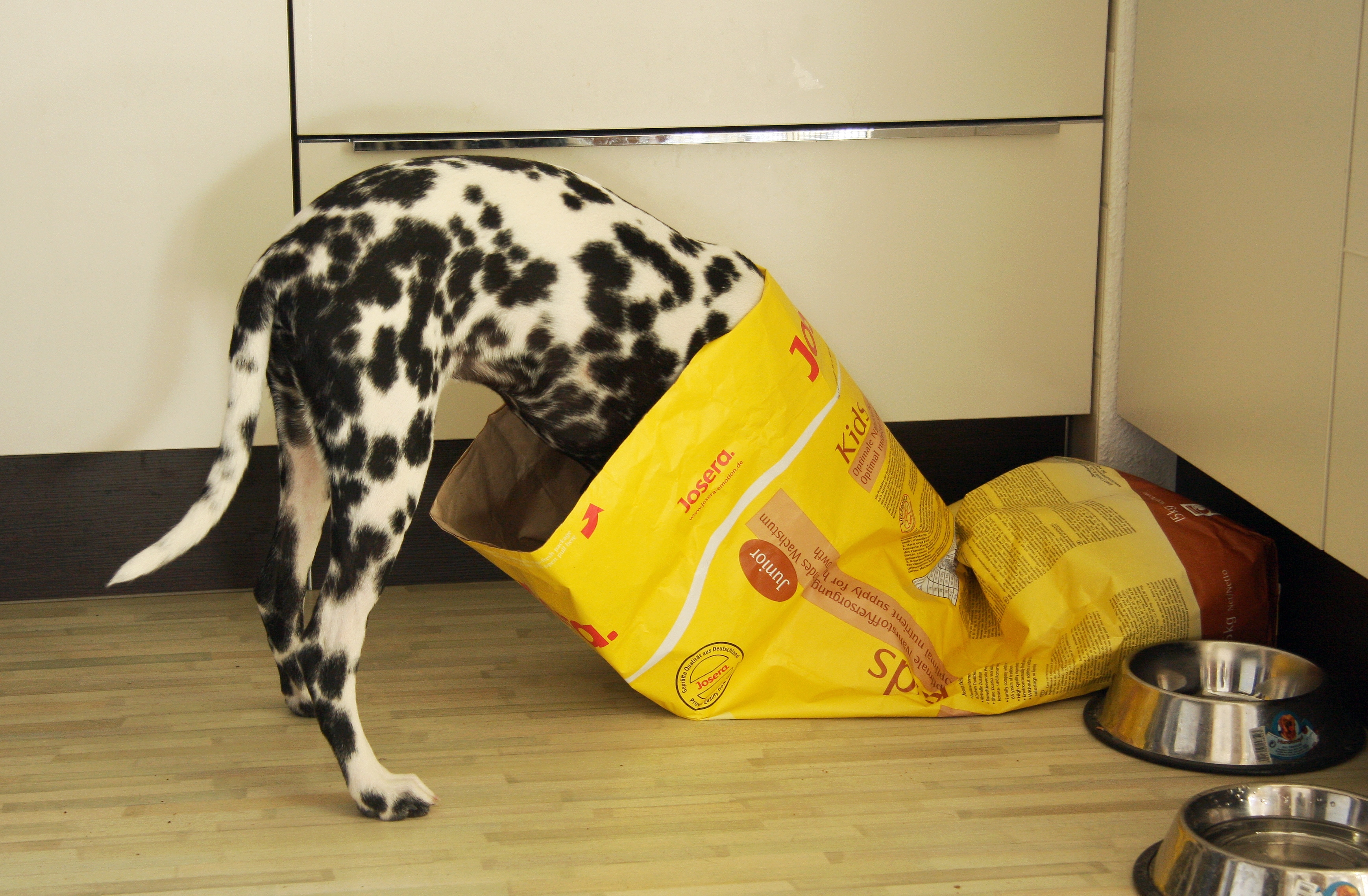 dog eating from bag