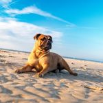 Earthborn Dog Food Reviews: Healthy and Wholesome