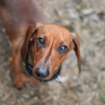 The Best Heartworm Medicine (Top 5 Choices for 2023)